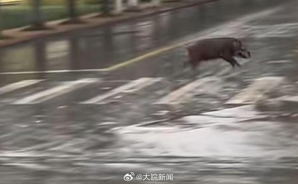 池州一高校內(nèi)驚現(xiàn)狂奔野豬，事件回顧與生態(tài)警示，池州高校野豬狂奔事件，回顧與生態(tài)警示