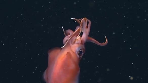 深海水族館隱藏魚(yú)最新發(fā)現(xiàn)，探索未知的深海奇跡，深海新發(fā)現(xiàn)揭秘，未知水族館隱藏魚(yú)種，探索深海奇跡之旅