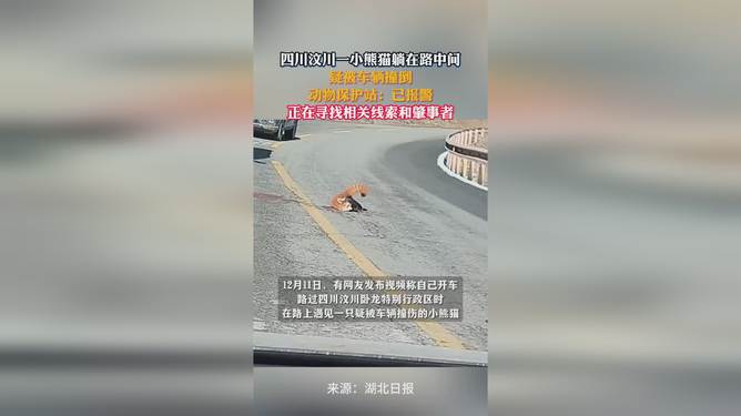 一小熊貓?zhí)稍诼分虚g疑被車撞，生命脆弱需警醒保護(hù)意識，小熊貓遭遇車禍，呼吁加強(qiáng)保護(hù)意識，警醒生命脆弱