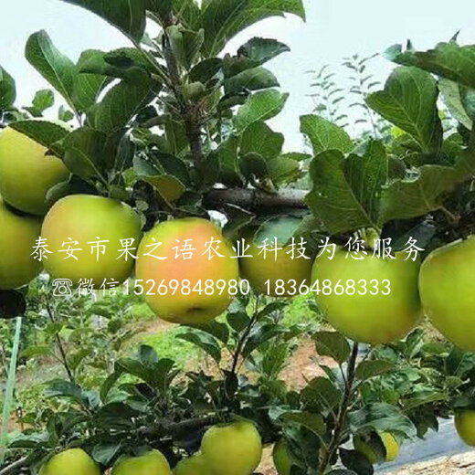 淳化瑞雪蘋果的種植歷史，一種傳統(tǒng)與現(xiàn)代融合的果實傳奇，淳化瑞雪蘋果，傳統(tǒng)種植與現(xiàn)代融合的果實傳奇