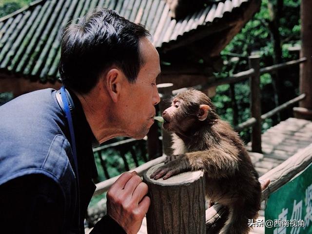 游客與猴子的沖突案例，探究原因與解決方案，游客與猴子沖突案例解析，探究起因及應(yīng)對策略