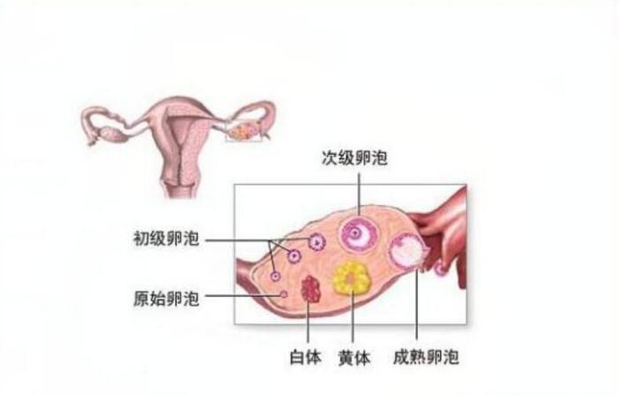 如何預(yù)防黃體破裂，如何預(yù)防黃體破裂的方法與措施