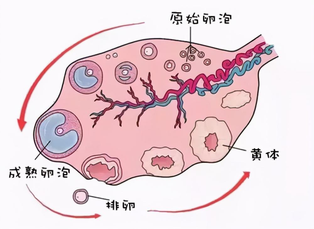 如何正確理解黃體破裂，黃體破裂的正確理解方式