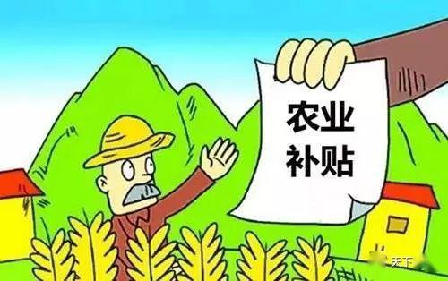 最新水稻補貼政策及其影響分析，最新水稻補貼政策及其影響深度解析