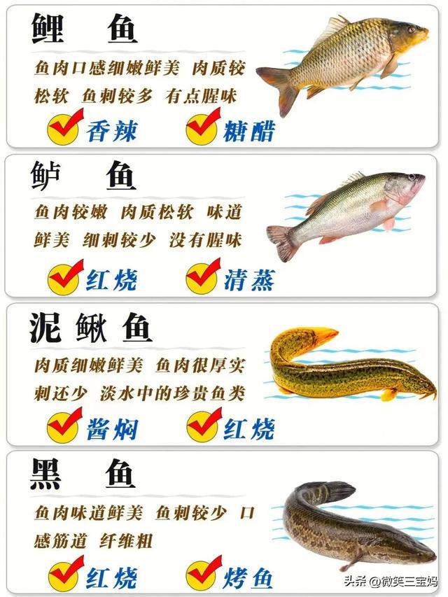 魚類行為與生存策略，適應(yīng)環(huán)境的智慧展現(xiàn)，魚類行為與生存策略，展現(xiàn)適應(yīng)環(huán)境的智慧