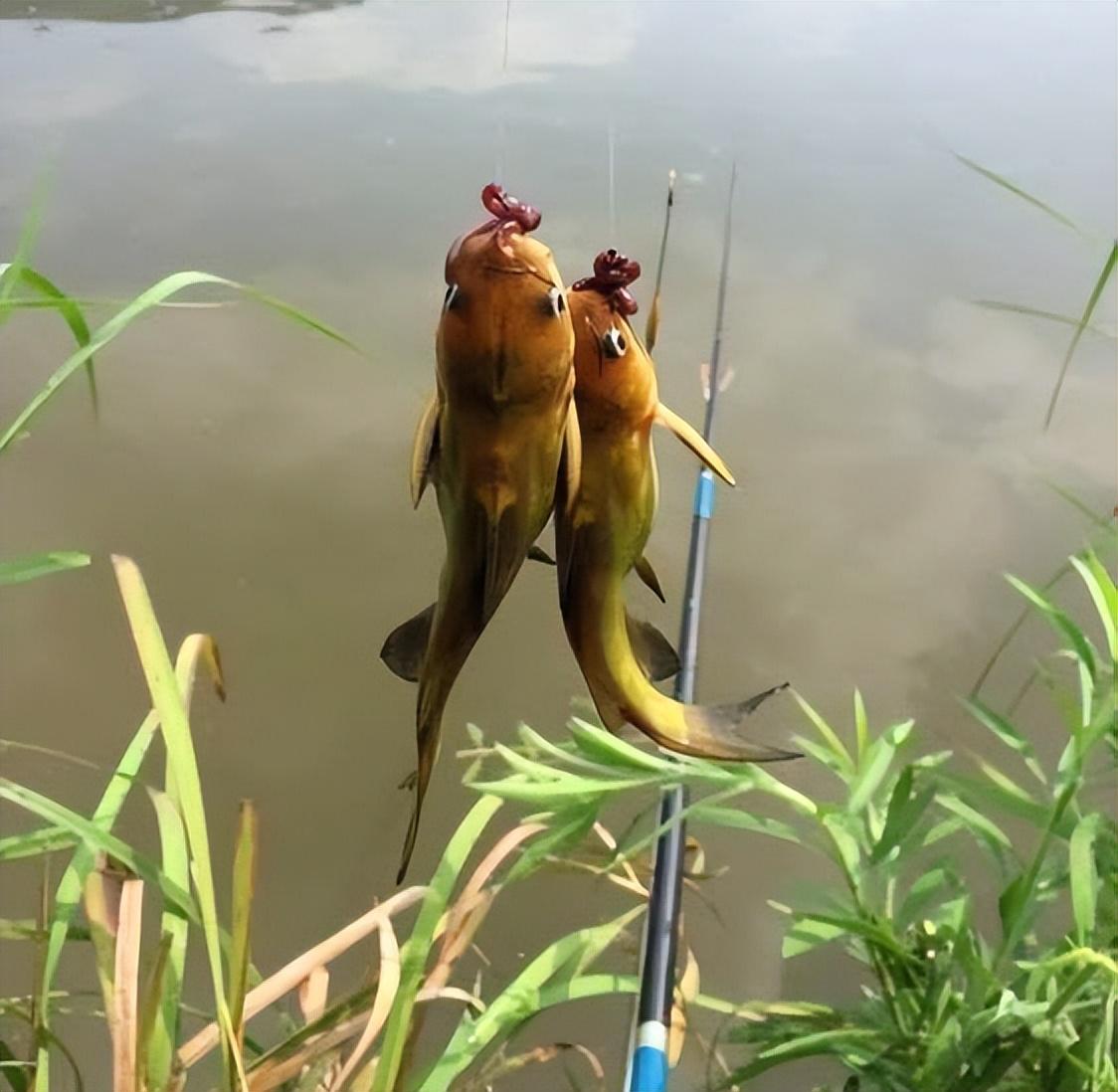 釣魚技巧分享，提高釣魚成功率的關鍵要素，揭秘釣魚技巧，提升成功率的關鍵要素解析