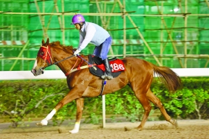 關(guān)于澳門特馬今晚開獎的討論，澳門特馬今晚開獎討論背后的犯罪風(fēng)險警示