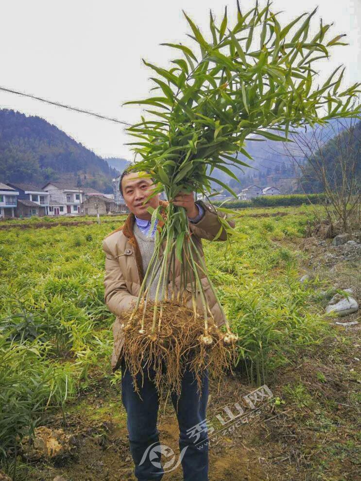 黃精最新行情分析，黃精最新市場動態(tài)分析