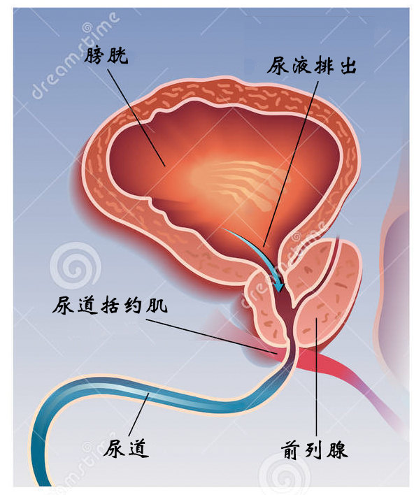 前列腺增大，藥物治療的選擇與效果分析，前列腺增大，藥物治療選擇與效果解析