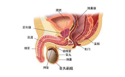 前列腺結(jié)石的治療方法及其重要性，前列腺結(jié)石的治療方法及其重要性解析