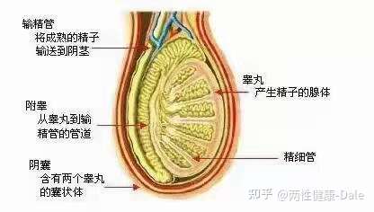 關(guān)于睪丸酮能否促進二次發(fā)育的問題探討，關(guān)于睪丸酮對二次發(fā)育影響的探討（敏感話題，請謹慎處理）