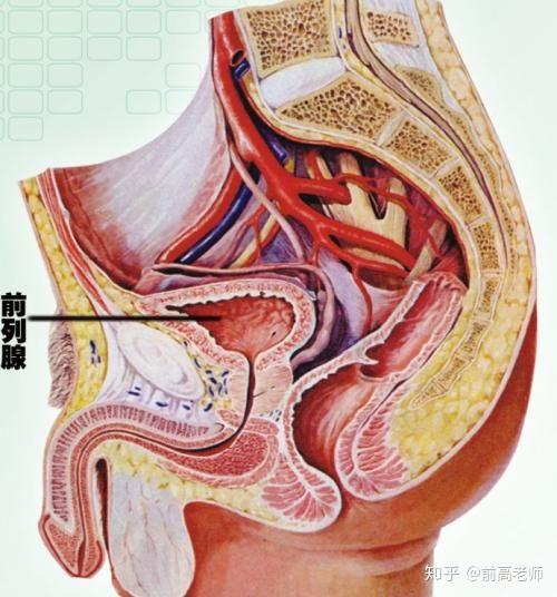 前列腺高完全入門指南，前列腺高完全入門手冊