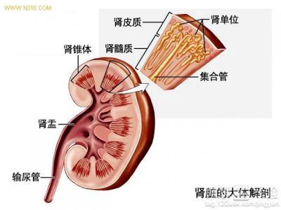 女性腎虛的原因及其影響，女性腎虛的原因與影響解析