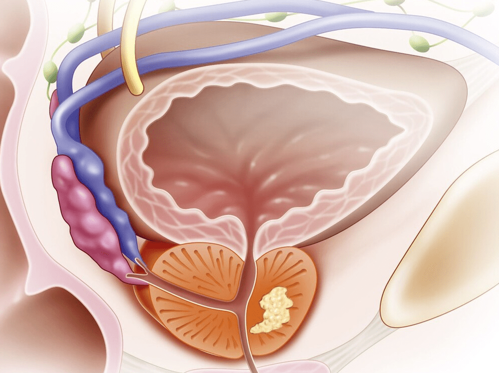 什么是前列腺？深入了解男性重要的生殖器官，前列腺揭秘，深入了解男性重要生殖器官的功能與特點