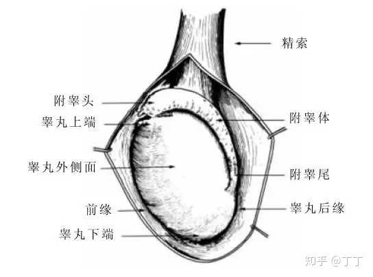 關(guān)于睪丸一邊高一邊低的探討，并非涉黃問(wèn)題，睪丸高低差異探討，揭秘生理奧秘，避免誤解涉黃話題