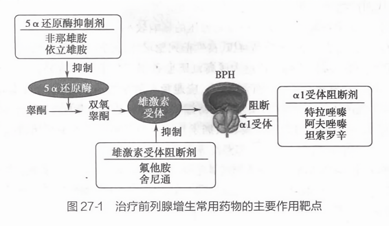 治療前列腺增生的藥物，理解選擇與應(yīng)用的重要性，前列腺增生治療藥物的選擇與應(yīng)用，理解其重要性