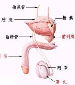 前列腺癌的癥狀及表現(xiàn)，前列腺癌的癥狀與表現(xiàn)概述