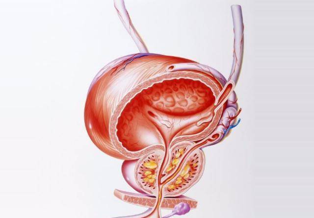 前列腺的位置及其重要性，前列腺的位置與功能重要性簡(jiǎn)介