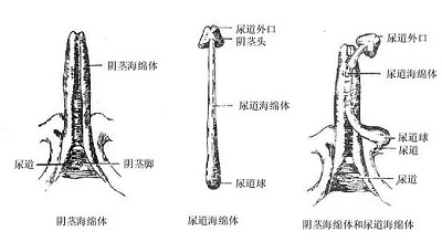 關(guān)于如何激活海綿體的探討，關(guān)于海綿體激活的探討與涉黃問題解析